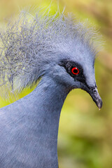 the closeup image of western crowned pigeon. 
It is a large, blue-grey pigeon with blue lacy crests over the head and dark blue mask feathers around its eyes. Both sexes are almost similar.