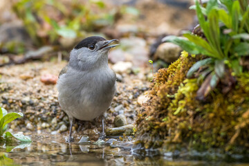 Mönchsgrasmücke (Sylvia atricapilla) Männchen