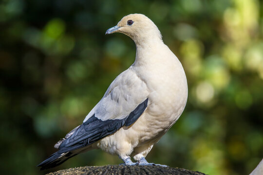 The closeup image of Pied imperial pigeon (Ducula bicolor) 
It is a relatively large, pied species of pigeon. It is found in forest, woodland, mangrove, plantations and scrub in Southeast Asia