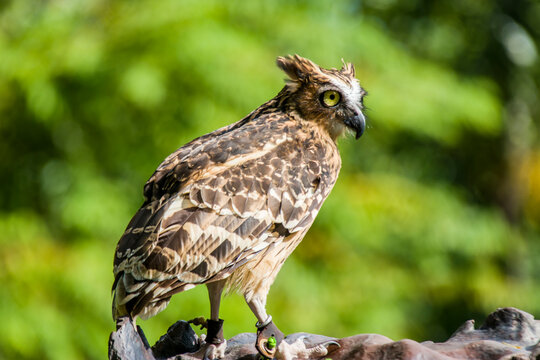 the closeup image of Buffy fish owl, is a species of owl in the family Strigidae, It is native to Southeast Asia and lives foremost in tropical forests and wetlands.