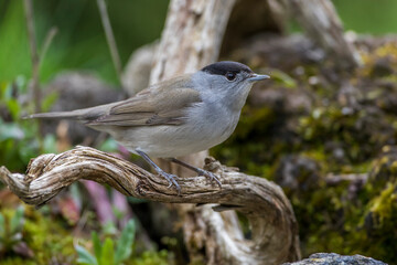 Mönchsgrasmücke (Sylvia atricapilla) Männchen