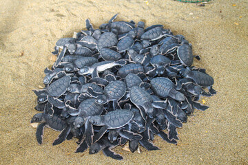 New born baby turtles on beach, turtle sanctuary