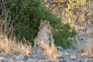 Naklejka na ściany i meble Etosha, Namibia, June 19, 2019: Two lion cubs sit under a bush with their heads softly resting on each other's shoulders