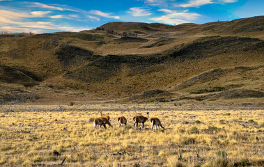 Guanaco in Torres del Paine