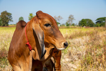 Brown cows standing in the rice field Thailand.