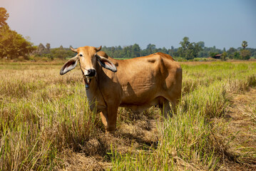 Brown cows standing in the rice field Thailand.