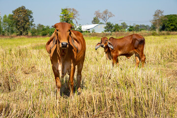 Naklejka na ściany i meble Brown cows standing in the rice field Thailand.