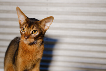 Young Abyssinian cat looking away against white background