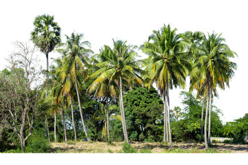 Fototapeta na wymiar Line up of coconut tree isolated on white background.