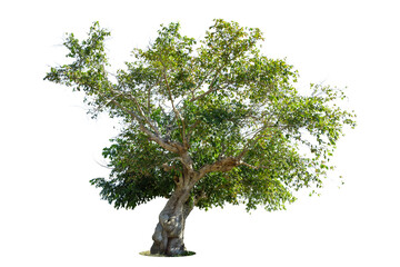 Trees isolated on white background, tropical trees isolated used for design, advertising and...