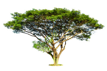 Trees isolated on white background, tropical trees isolated used for design, advertising and architecture.