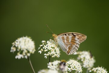 silver-washed fritillary