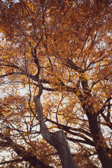 Full view of autumn leaves