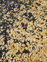 autumn leaves background