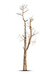 Fototapeta premium Single old and dead tree isolated on white background.