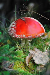 Fliegenpilz im Herbst in Schweden