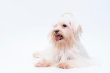 A white maltese dog sitting on a white background.