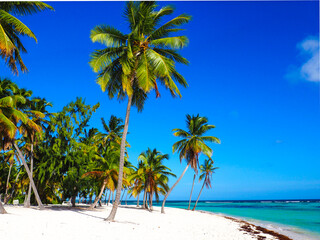 Isla Saona Beach, Dominican Republic