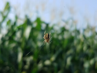 spider on a web