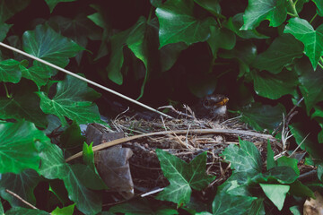 mama bird in her nest surrounded by ivy plants