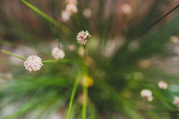 native Australian Ficinia Nodosa grass plant outdoor in sunny backyard