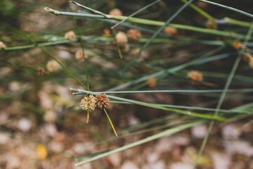 native Australian Ficinia Nodosa grass plant outdoor in sunny backyard