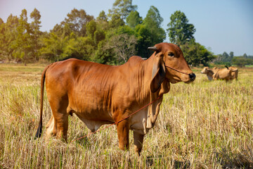 Brown  Thai cows are grazing on the ground,  which has rows of trees in the agricultural areas of the Thai countryside.