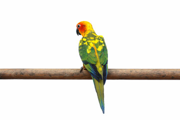 Sun conure or sun parakeet parrot on branch with isolated on white background