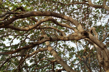 branches of a tree