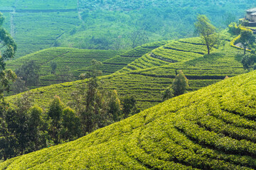 Wonderful view of well grown tea estates in the up country near Nuwara Eliya, Sri Lanka.