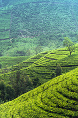 Wonderful view of well grown tea estates in the up country near Nuwara Eliya, Sri Lanka.