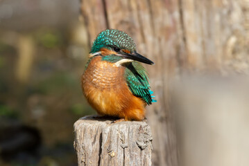 Сommon kingfisher, Alcedo atthis. The bird sits on an old wooden post, which serves as a support for the bridge over the river