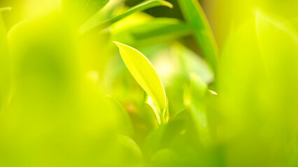 Beautiful view of green leaf on blurred greenery background in garden with copy space, natural bokeh with daylight, concept, relaxing color and fresh atmosphere, photo for ecology background or banner