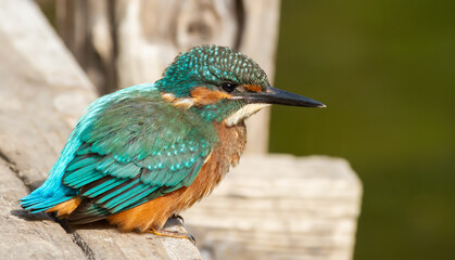 Сommon kingfisher, Alcedo atthis. A young bird sits on a wooden bridge above the river and waits for a small fish