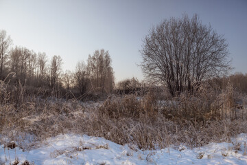 Obraz na płótnie Canvas landscape with snowy trees and tall grass. sunny morning, sky with a gradient of blue shades and soft beige colors in a winter photo