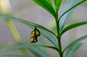 Shiny Golden colored Pupa of Common Crow Butterfly Species on Nerium plant
