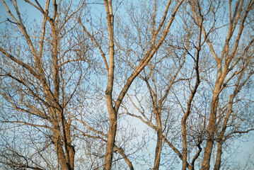 View of bare trees against the sky. 