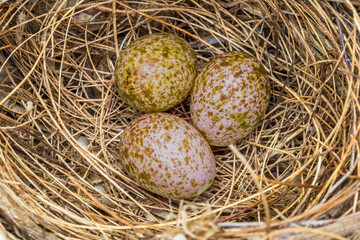 Fototapeta premium Des œufs dans un nid