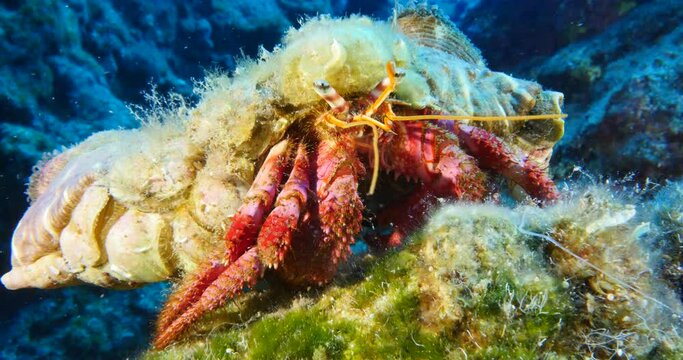hermit crab fish close up 4k underwater