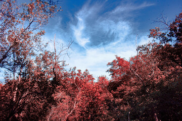 autumn tree in the forest