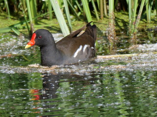 moorhen red beak spring
