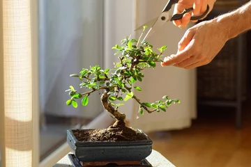 Fotobehang Bonsai Tranquil scene with a unrecognizable person caring for a ficus giseng bonsai plant placed next to the window on a table.   © Thomas
