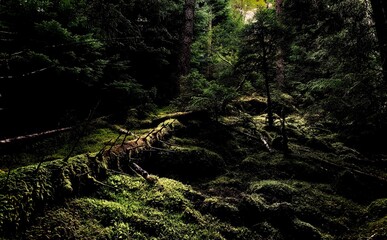 Forest of Mystery