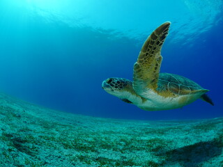 sea turtle underwater green turtle swim blue water