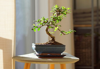 View of a decorative bonsai ficus plant placed on a tabe in the living room