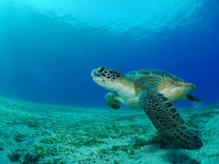 Obraz na płótnie Canvas turtle underwater swim blue waters slow motion ocean scenery