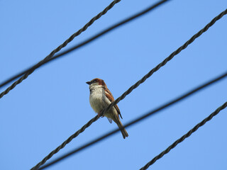Close-up of a small bird, with a beige chest and brown back, perched on a steel cable. Blue and clear sky.