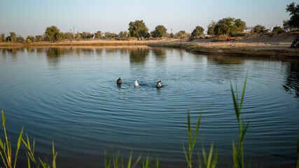 ducks on the lake