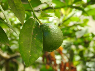 Close-up of a lemon hanging from its tree, lit by the summer sunlight. Defocused green background.