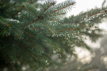Close-up of Pine branches with dewdrops on needles in a sunlight.